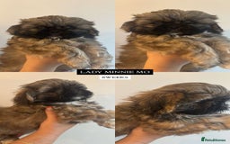 Shih Tzu dogs for sale: !READY NOW! 1 boy left!! pure bred shih tzu 🐾 🐾  - Image 2