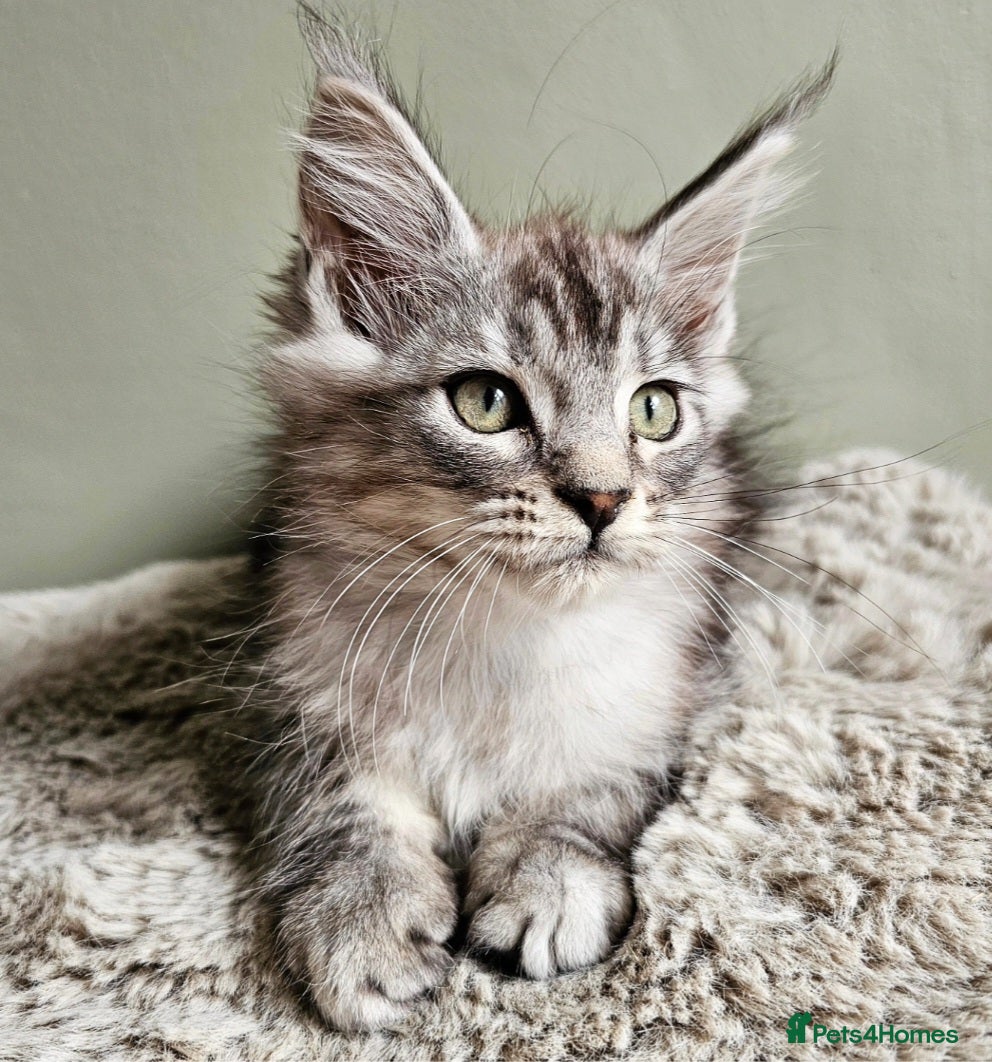 Maine Coon cats Stunning Maine Coon kittens  - Advert 1