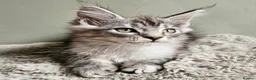 Maine Coon cats for sale: Stunning Maine Coon kittens  - Advert 6