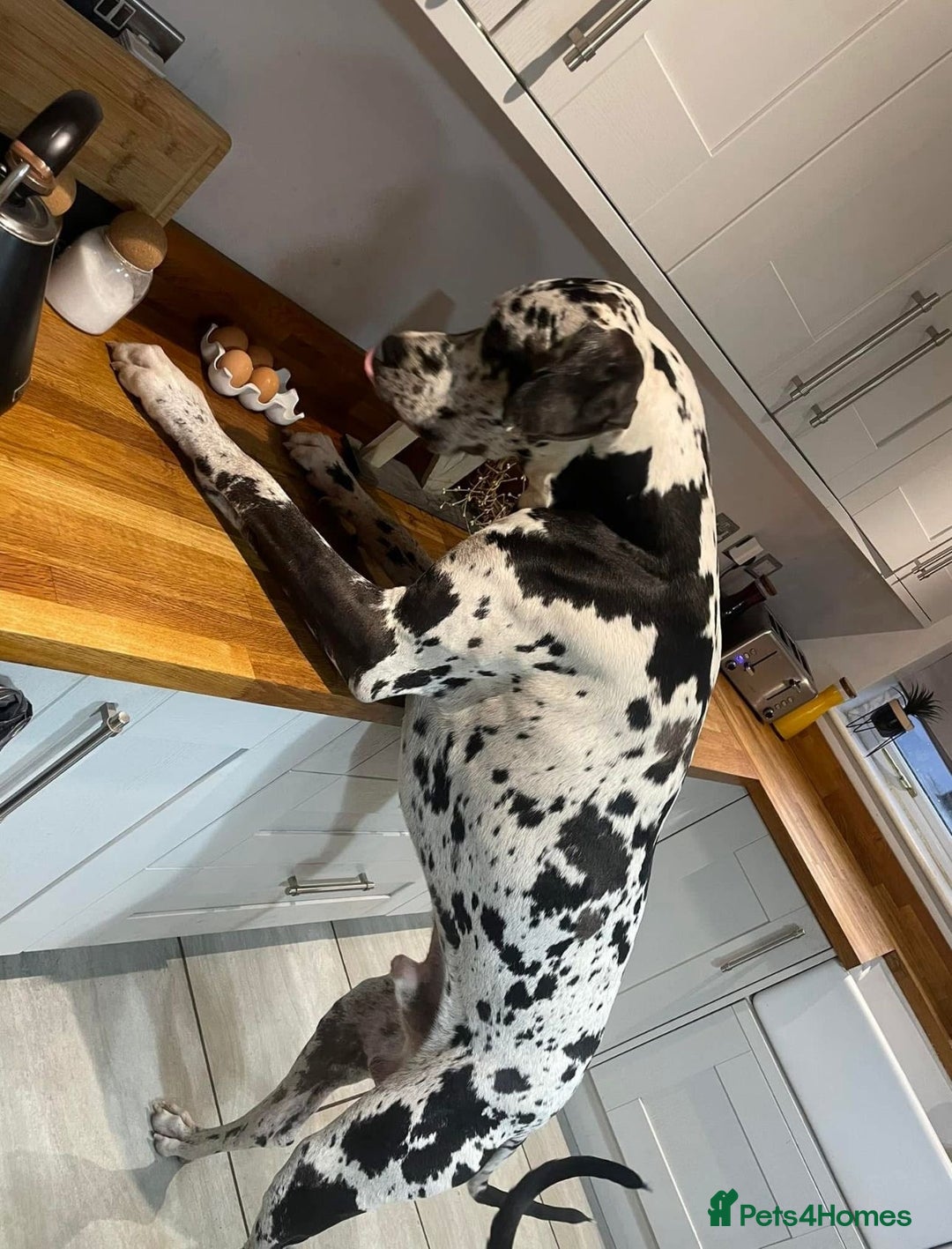 Great Dane dogs for sale: HARLIQUIN & BLACK PUPS KC REGISTERED  - Image 16