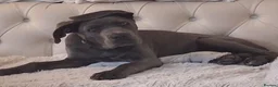Cane Corso dogs for sale: 13 week old beautiful cane corso female pup  - Advert 3