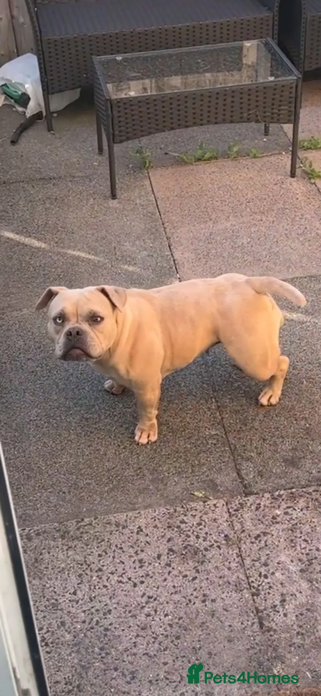 American Bulldog dogs for sale: Pocket Bully  in Birmingham - Advert 1