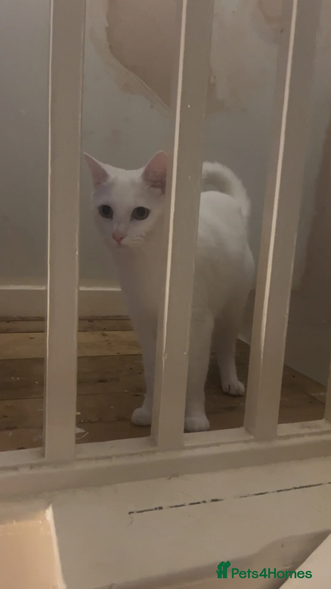 Mixed Breed cats for sale: Milo and Theo  - Advert 3