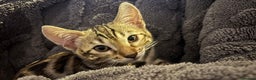 Bengal cats for sale: 🐆Beautiful Purebred Bengal Kitten  🐾 - Advert 6