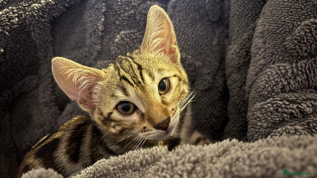 Bengal cats for sale: 🐆Beautiful Purebred Bengal Kitten  🐾 - Advert 6