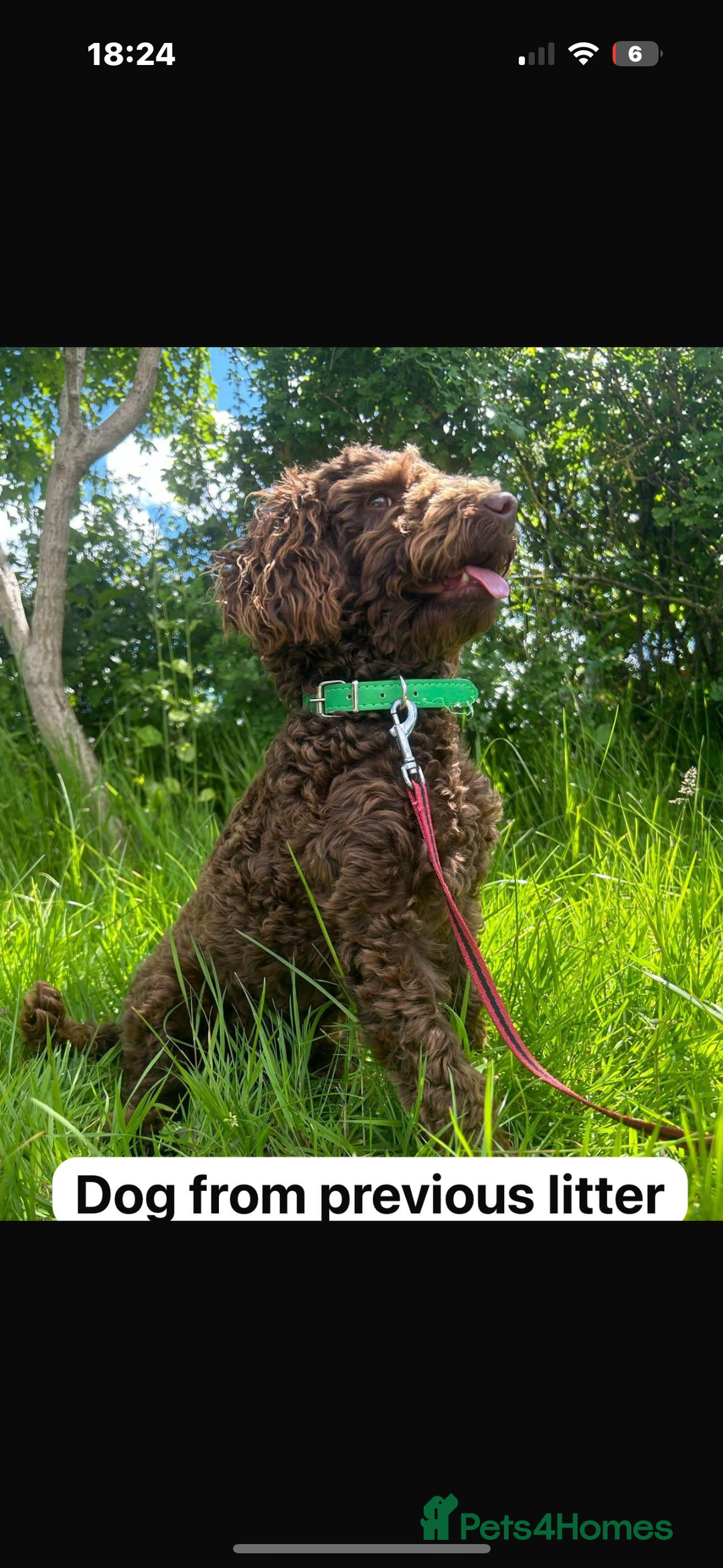 Cockapoo dogs for sale: Very special PRA clear chocolate litter cockapoos  - Advert 10