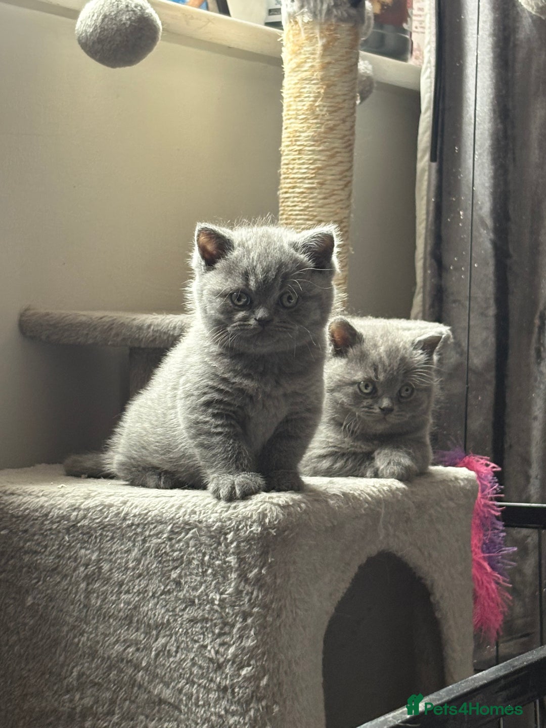 British Shorthair cats for sale: Beautiful blue British shorthair kitten  - Image 3