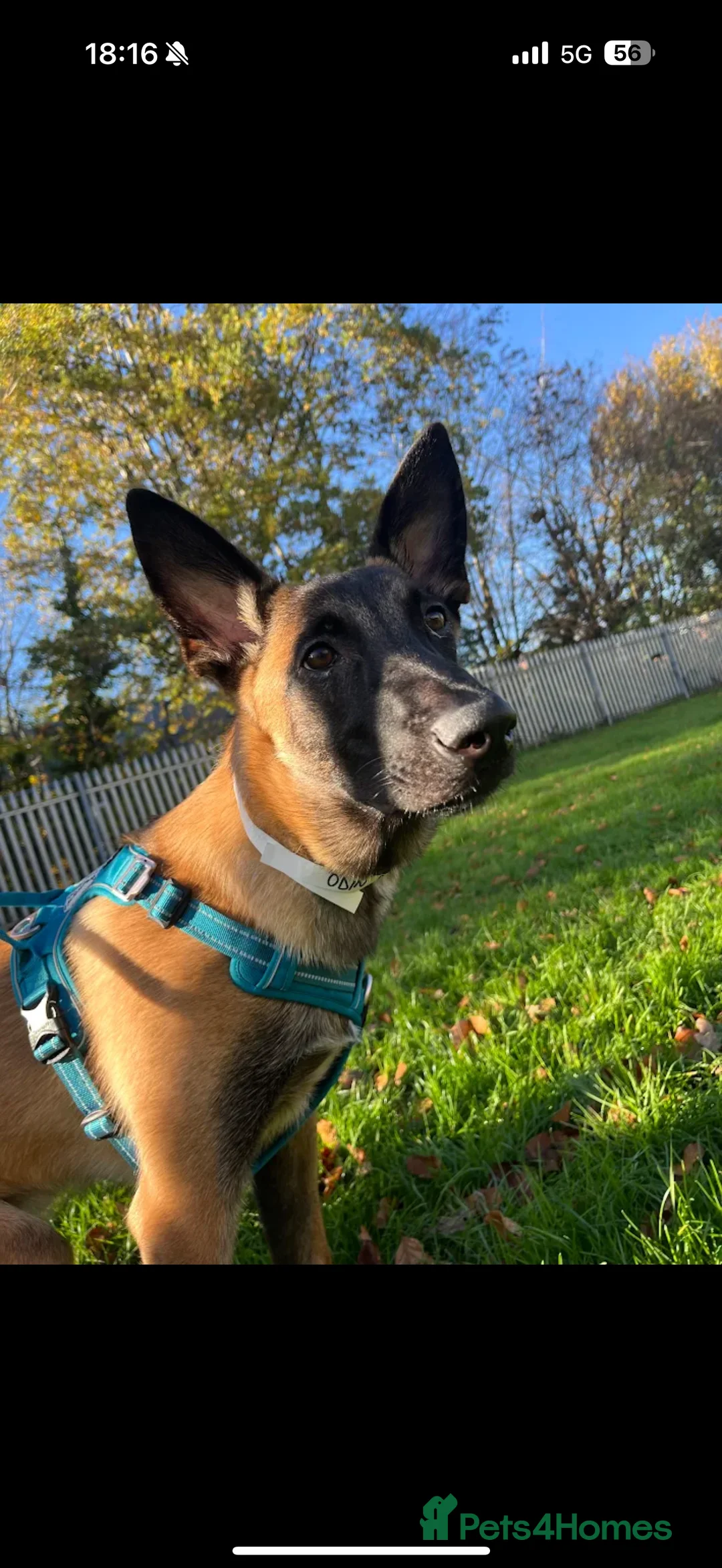 Belgian Shepherd Dog dogs for sale: ODIN - Belgian Malinois  - Advert 6