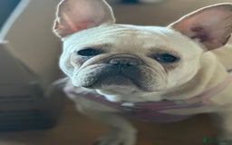 French Bulldog dogs for sale: French bulldog - Image 11