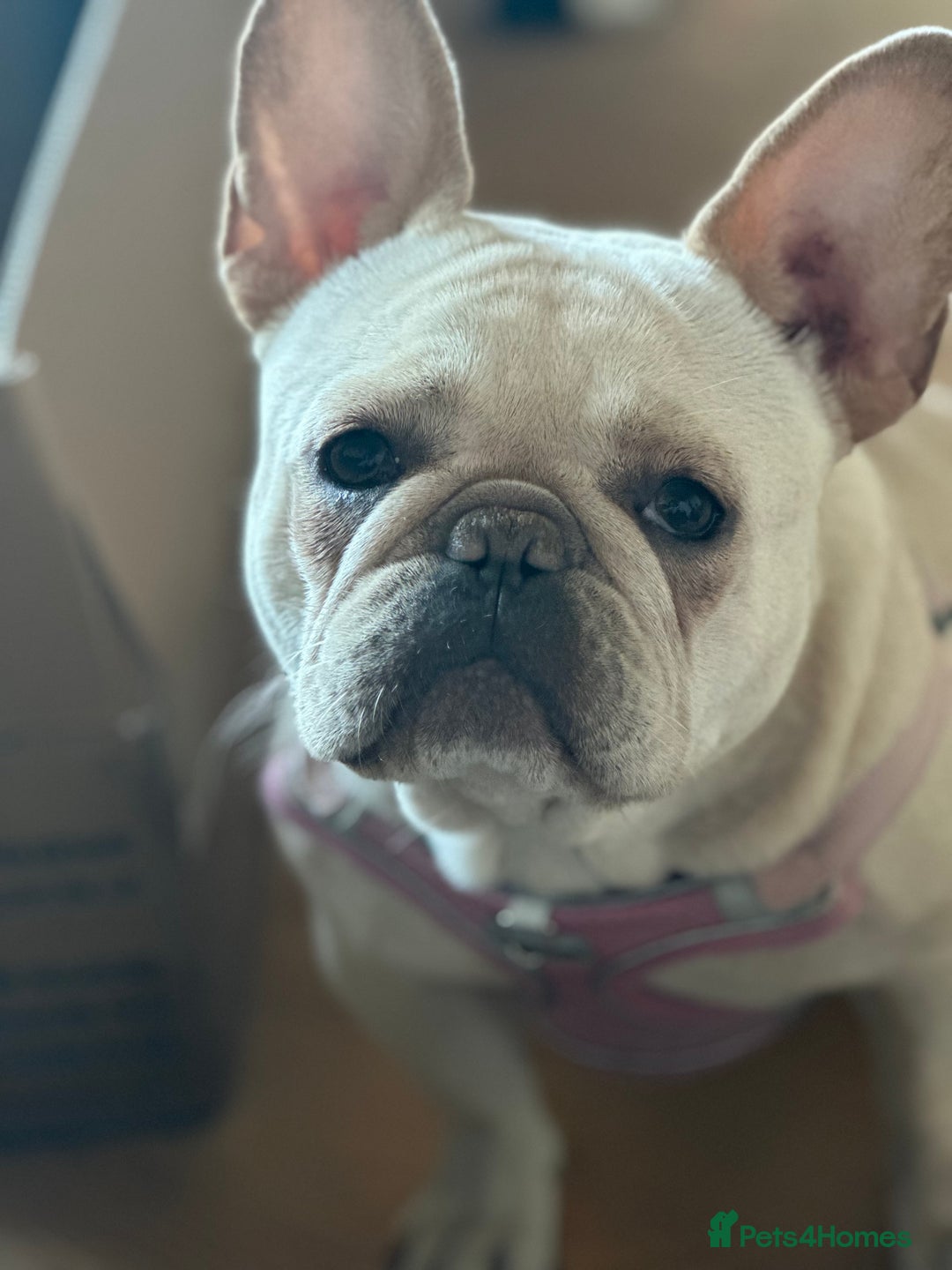 French Bulldog dogs for sale: French bulldog - Image 11