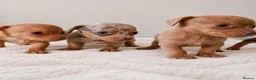 Chihuahua dogs for sale: Chiweenies *Stunning Tiny*  – Cosmo × Jimmy Choo - Advert 6