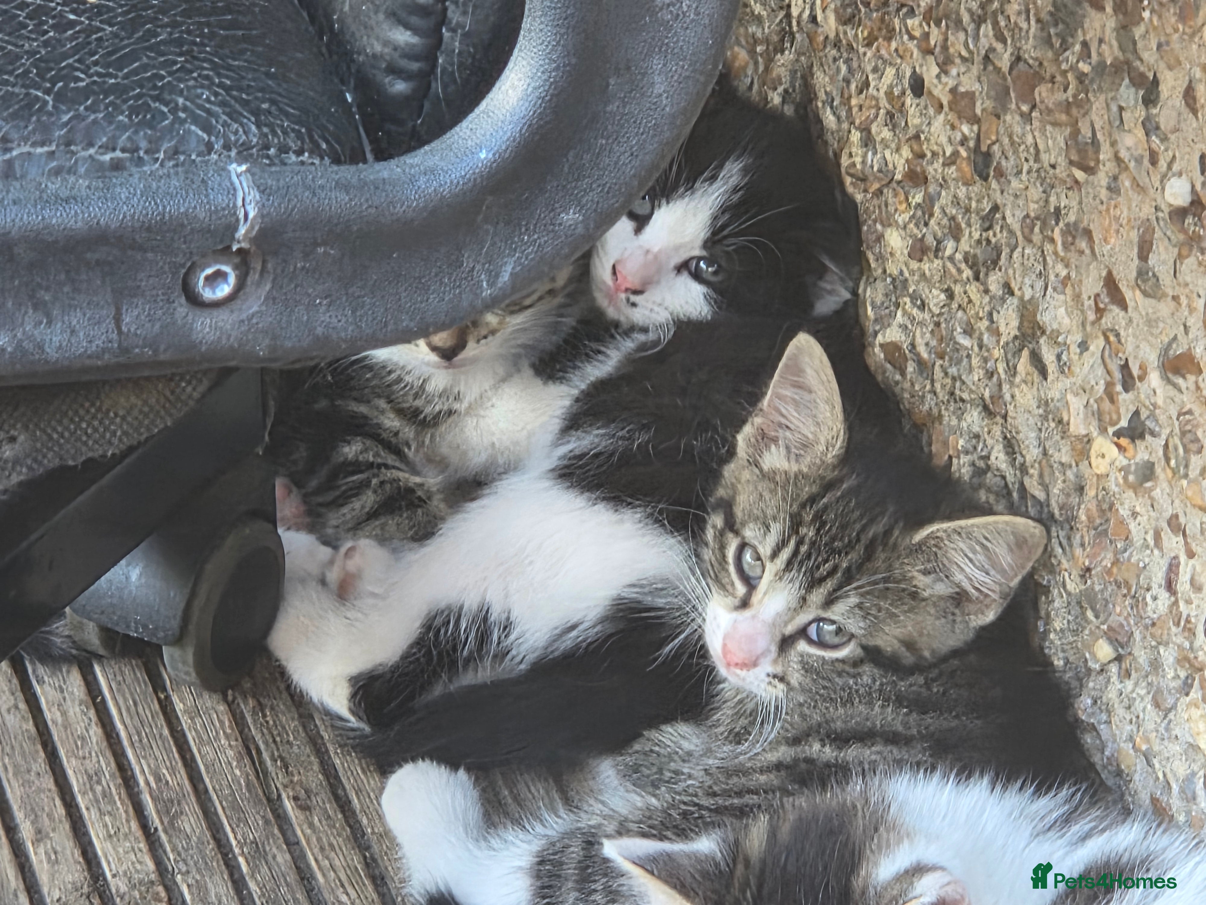 Mixed Breed cats Cute kittens for sale (NEED GONE ASAP) - Advert 2