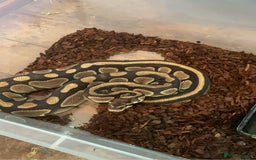 Snake reptiles for sale: Various snakes - Image 2