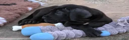 Great Dane dogs for sale: Blue & black puppies waiting for loving homes. in Worksop - Advert 4