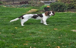Sprocker dogs for sale: Gorgeous Sprocker spaniel girl 7 months old - Advert 5