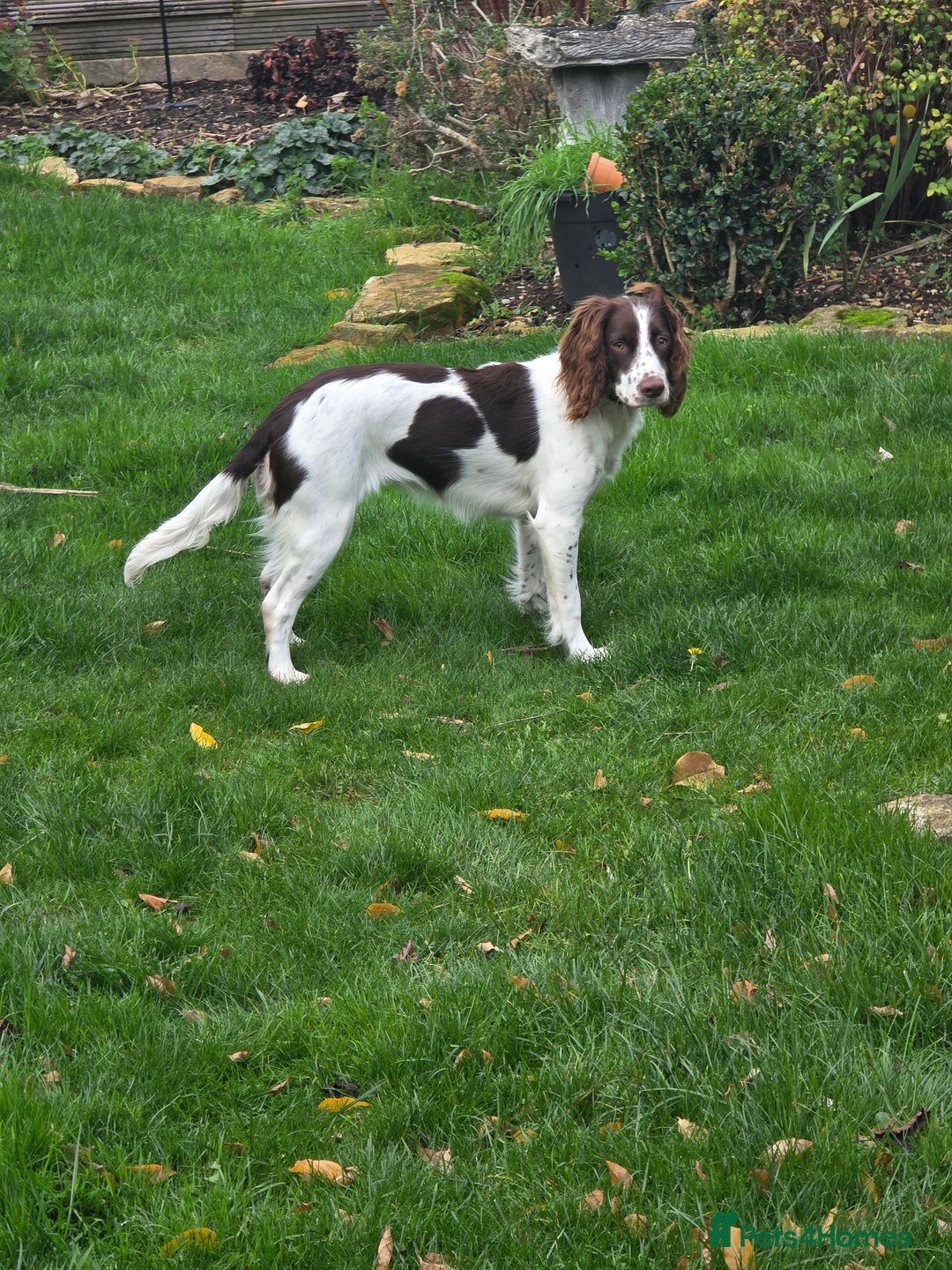 Sprocker dogs for sale: Gorgeous Sprocker spaniel girl 7 months old - Advert 5