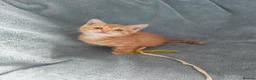 Mixed Breed cats for sale: GINGER BOYS VIDEOS - Advert 17
