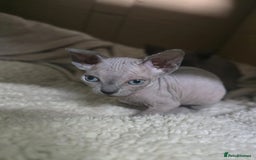 Sphynx cats for sale: 2 Sphynx Girls Ready for Forever Homes - Image 7