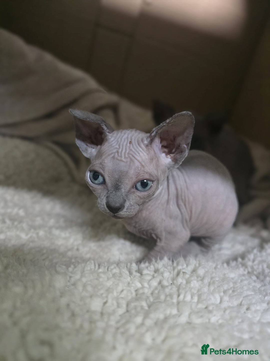 Sphynx cats for sale: 2 Sphynx Girls Ready for Forever Homes - Image 7