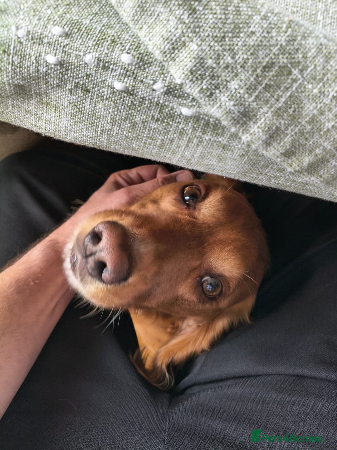 Cocker Spaniel dogs for adoption: Handsome & loyal REGGIE needs a new Loving Home - Image 14