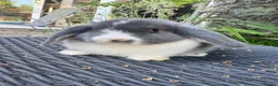 Mini Lop rabbits for sale: Ready to leave. Mini lop babies  - Advert 6