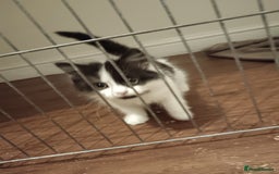 Mixed Breed cats for sale: Fluffy little male kitten - Image 2