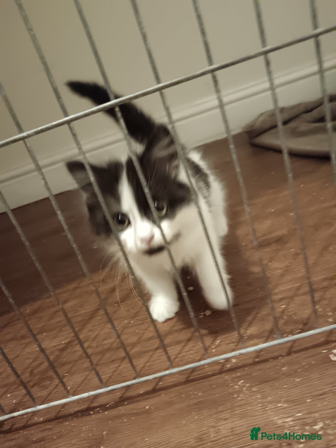 Mixed Breed cats for sale: Fluffy little male kitten - Image 2