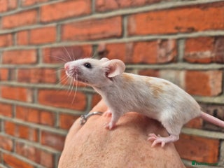 Mouse rodents Fancy mice for sale - Advert 7