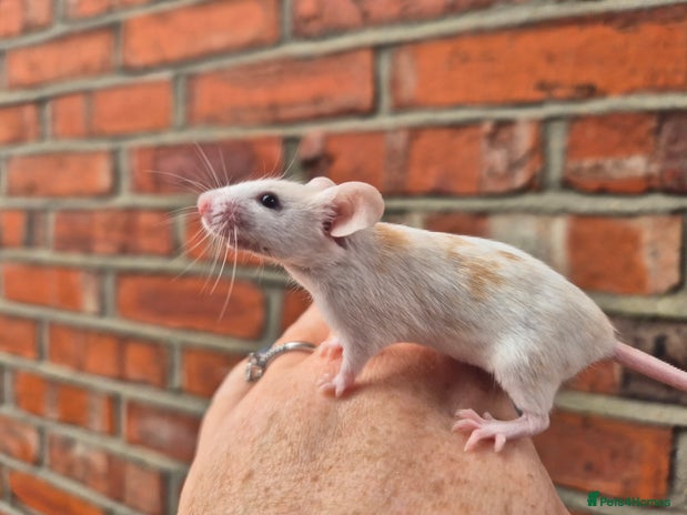 Mouse rodents - Advert 12