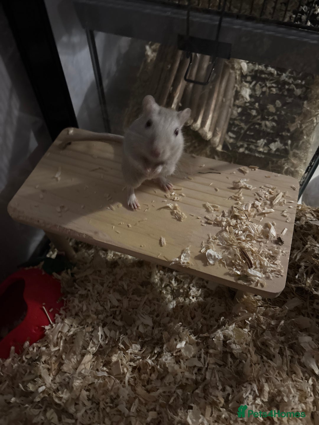 Gerbil rodents for sale: Female gerbils  - Image 2