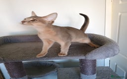 Abyssinian cats for sale: Blue Abyssinian male kittens - Image 6