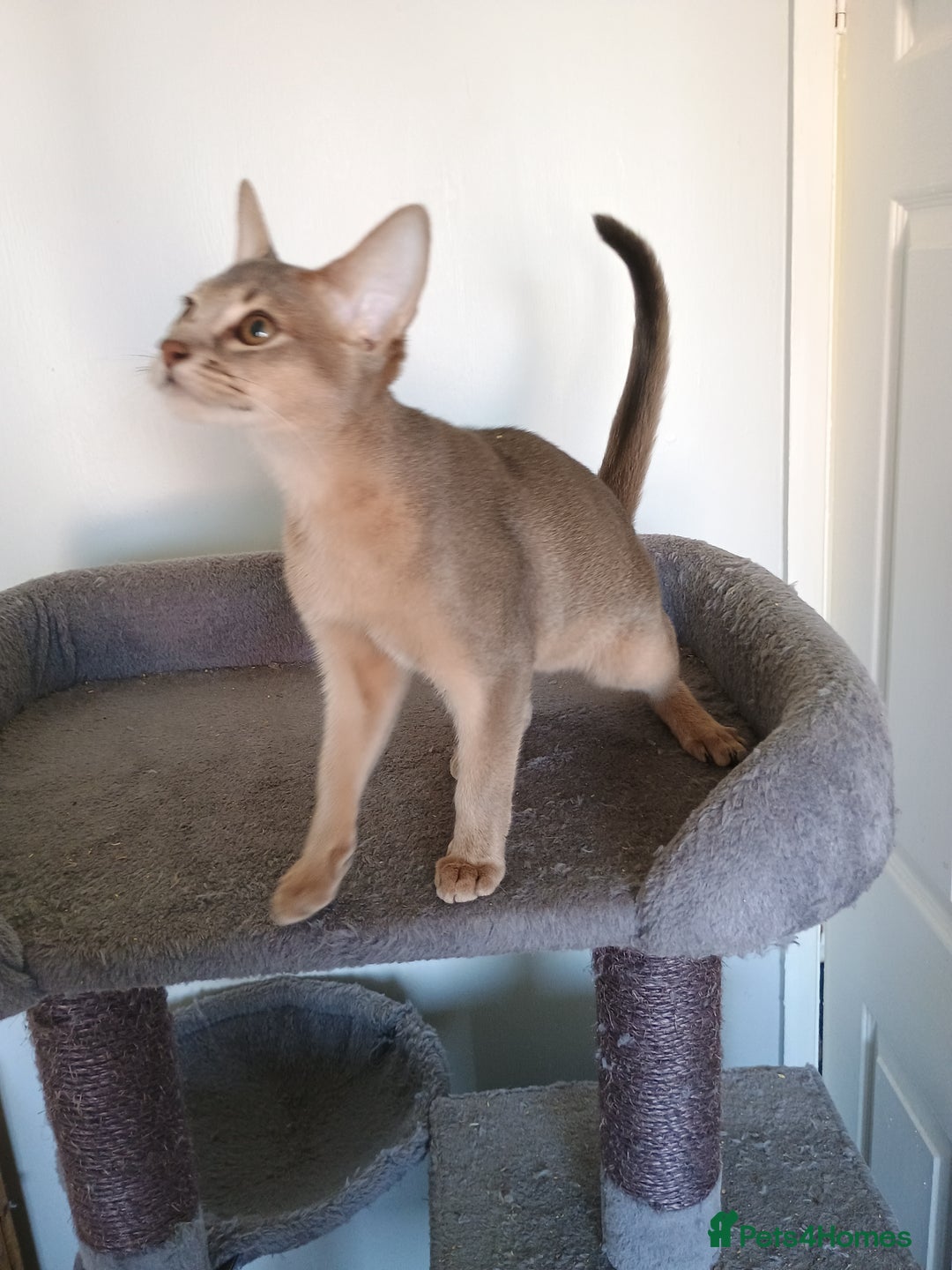 Abyssinian cats for sale: Blue Abyssinian male kittens - Image 6