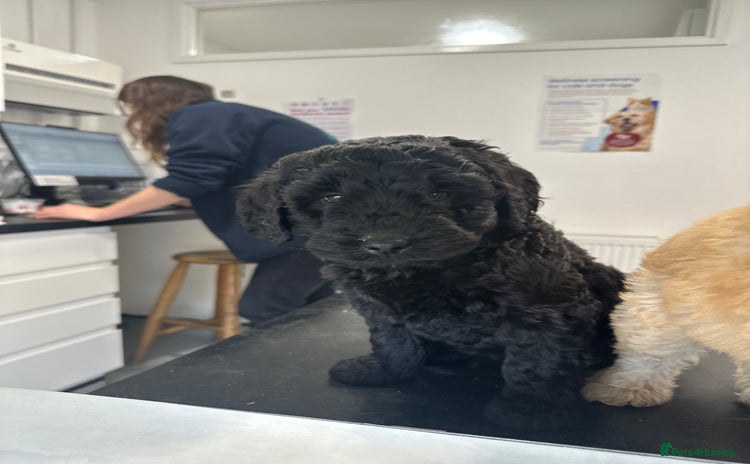 Labradoodle dogs - Advert 12