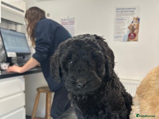 Labradoodle dogs - Advert 11