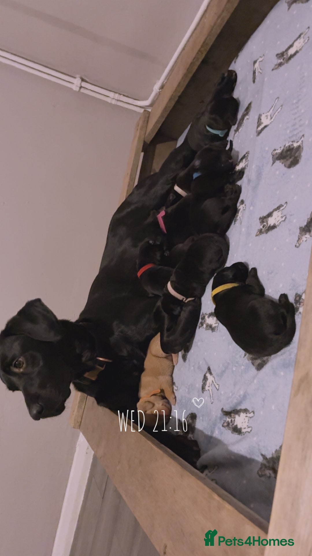 Labrador Retriever dogs for sale: STUNNING KC REGISTERED PEDIGREE LABRADOR PUPPIES - Advert 10