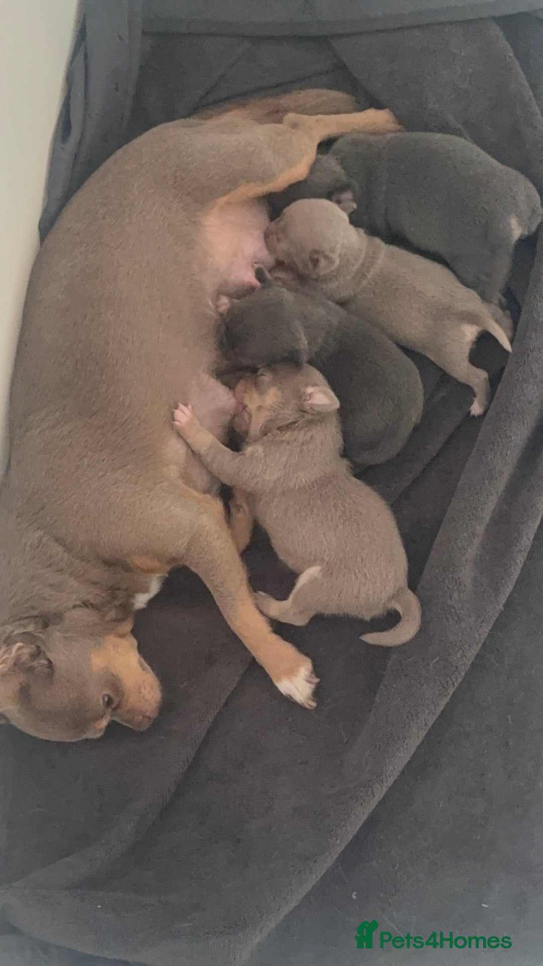 Chihuahua dogs for sale: Stunning chihuahua puppies  - Image 15