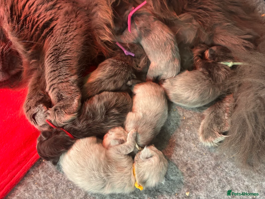 Maine Coon cats for sale: Last kitten - FiFe Maine Coons (ready Jan 21st) - Advert 15