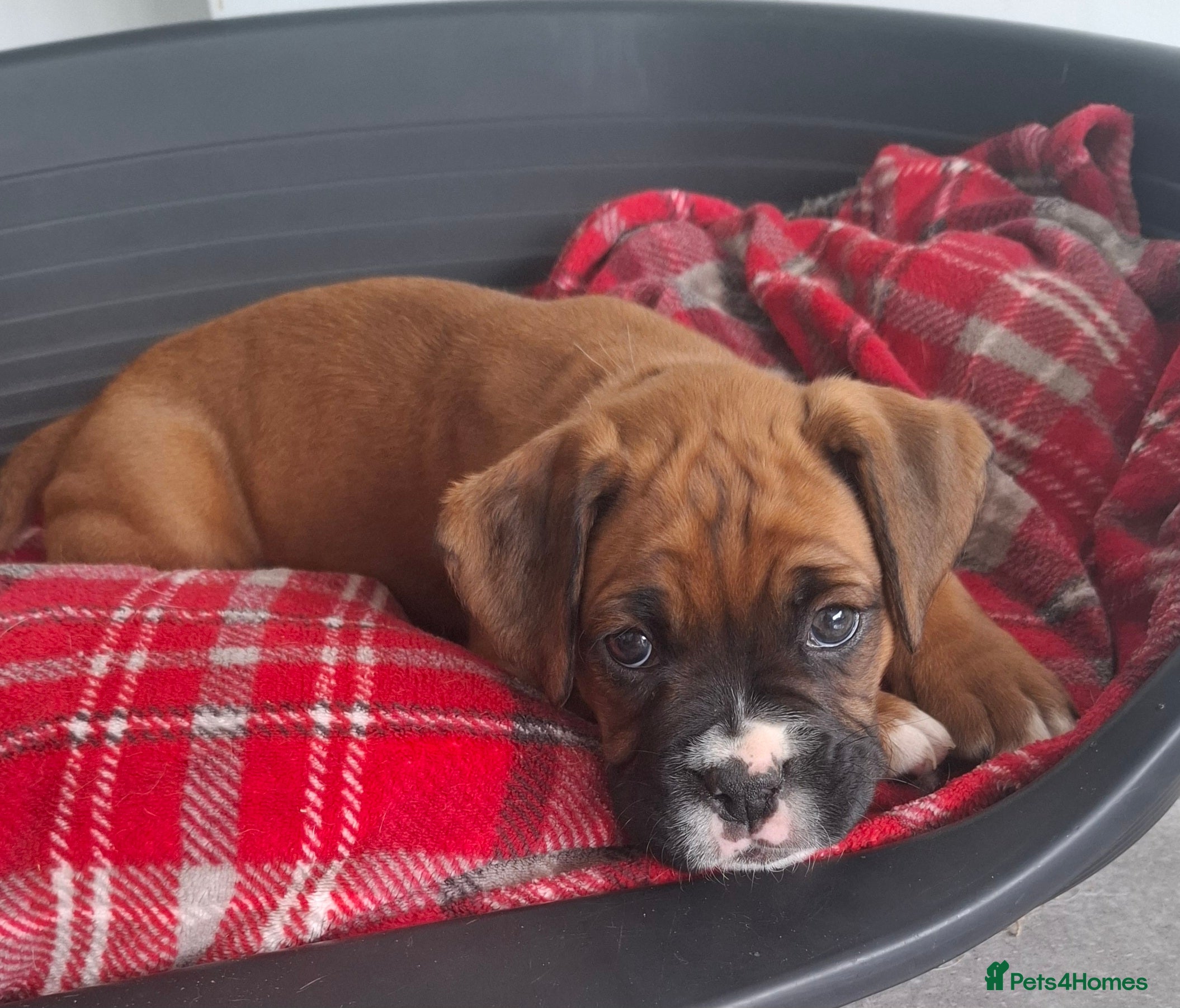 Boxer dogs KC Registered Boxer Puppies x2 MALES REMAINING - Advert 2