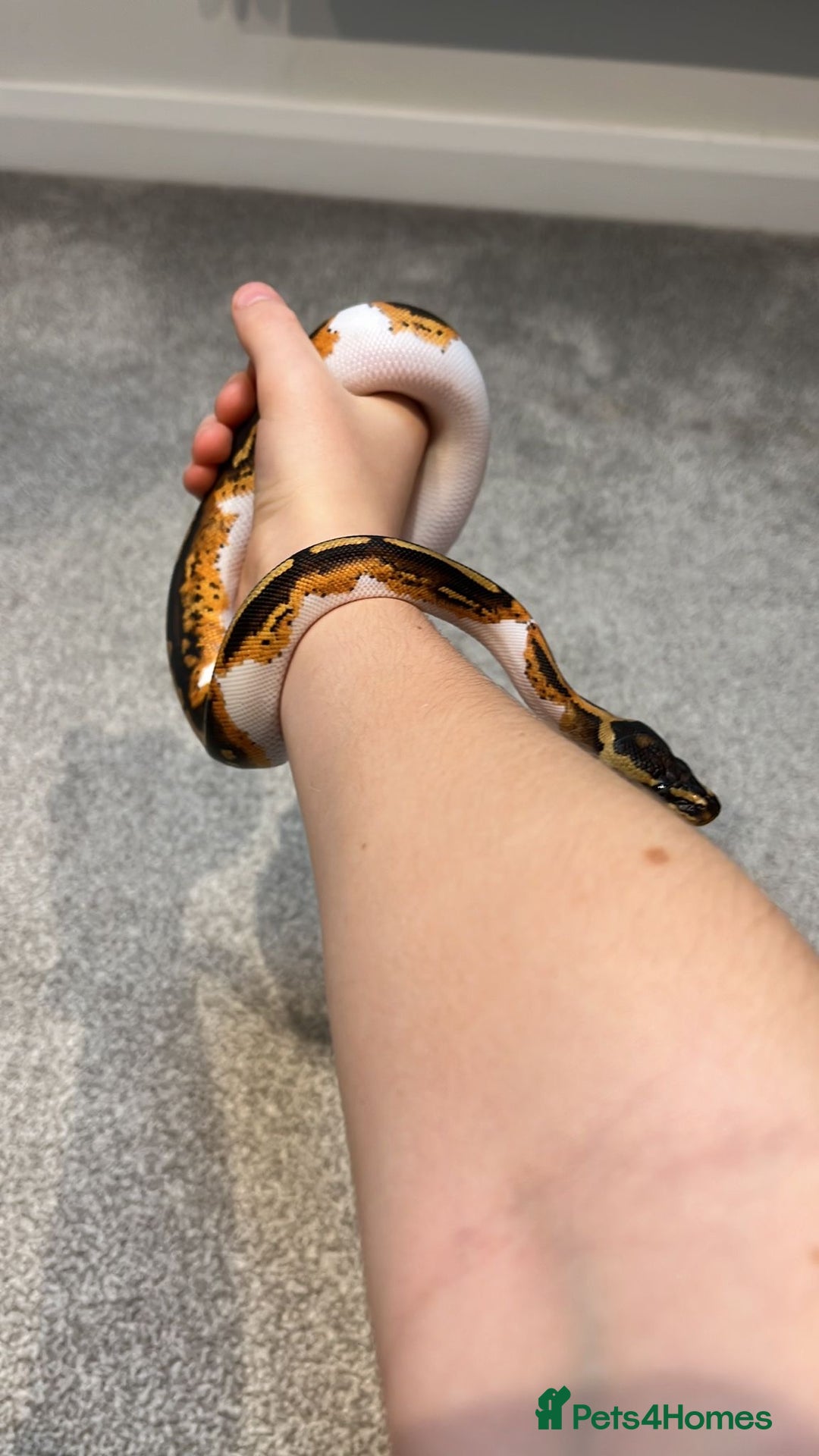 Python Snake reptiles for sale: Royal python snake  - Advert 4