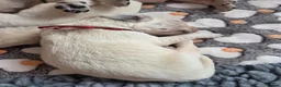 Golden Retriever dogs for sale: Only one male available KC Golden Retriever - Advert 28