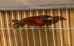 Finches birds for sale: RED SISKINS MUTATIONS  - Image 2