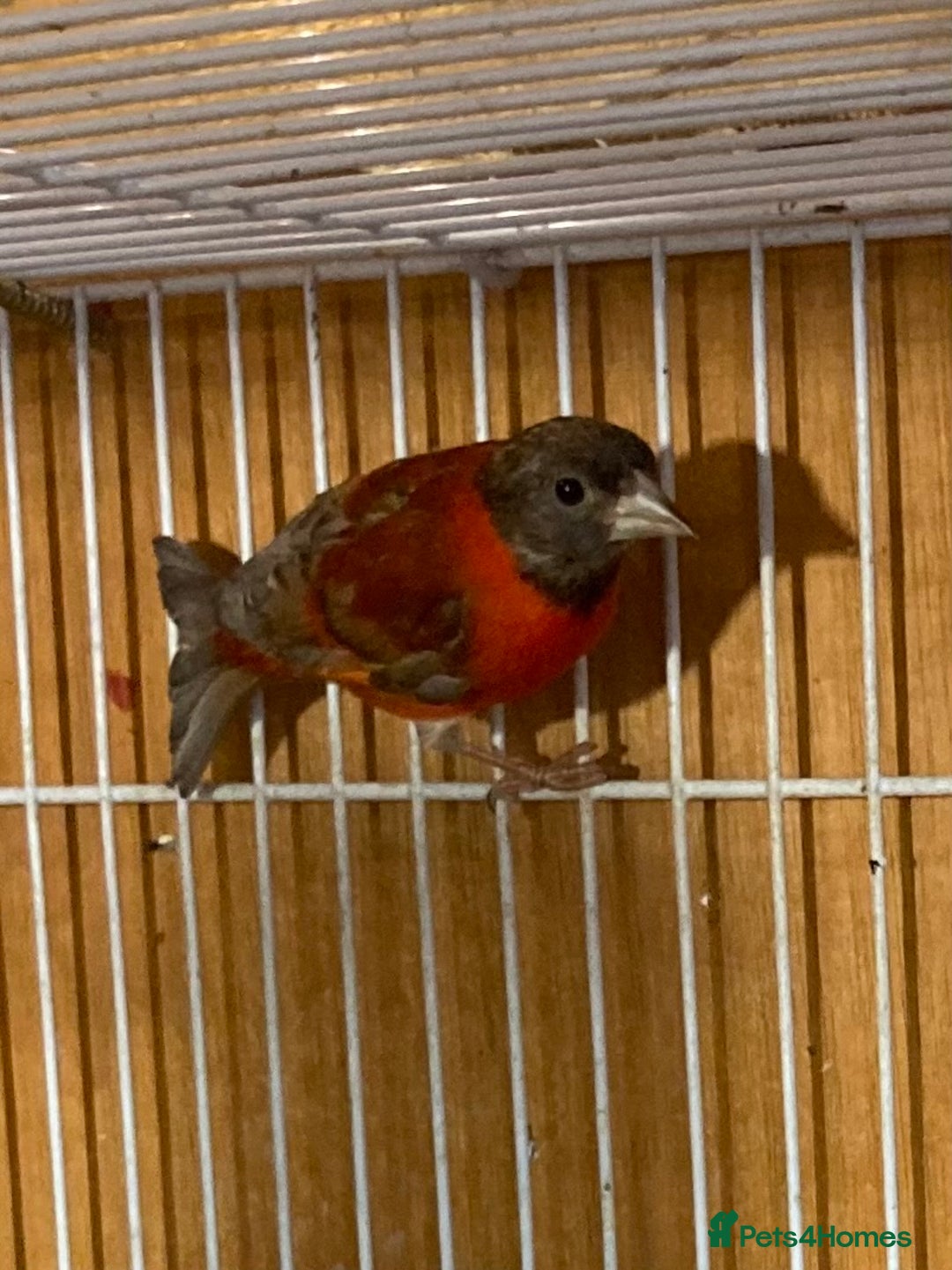Finches birds for sale: RED SISKINS MUTATIONS  - Image 2