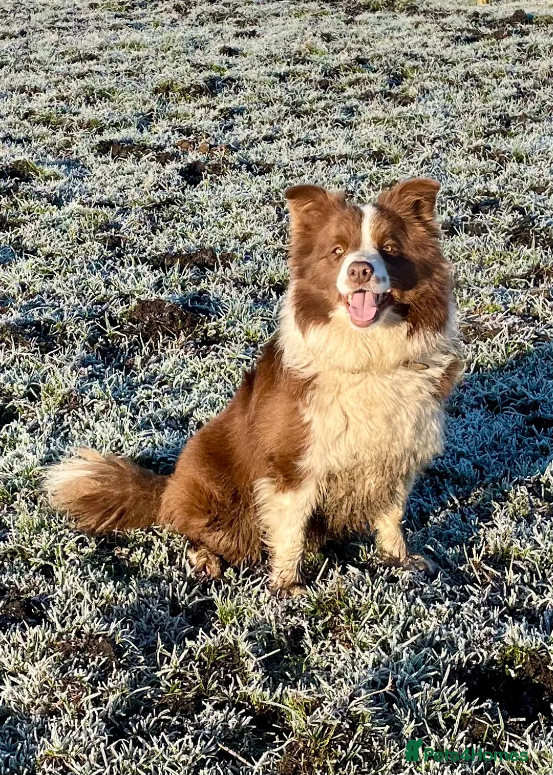 Bordoodle dogs for sale: Stunning Black Bordoodle Girls - Advert 2