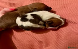 Jack Russell dogs for sale: ** Stunning Pure Miniature Jack Russell Pups ** - Image 5