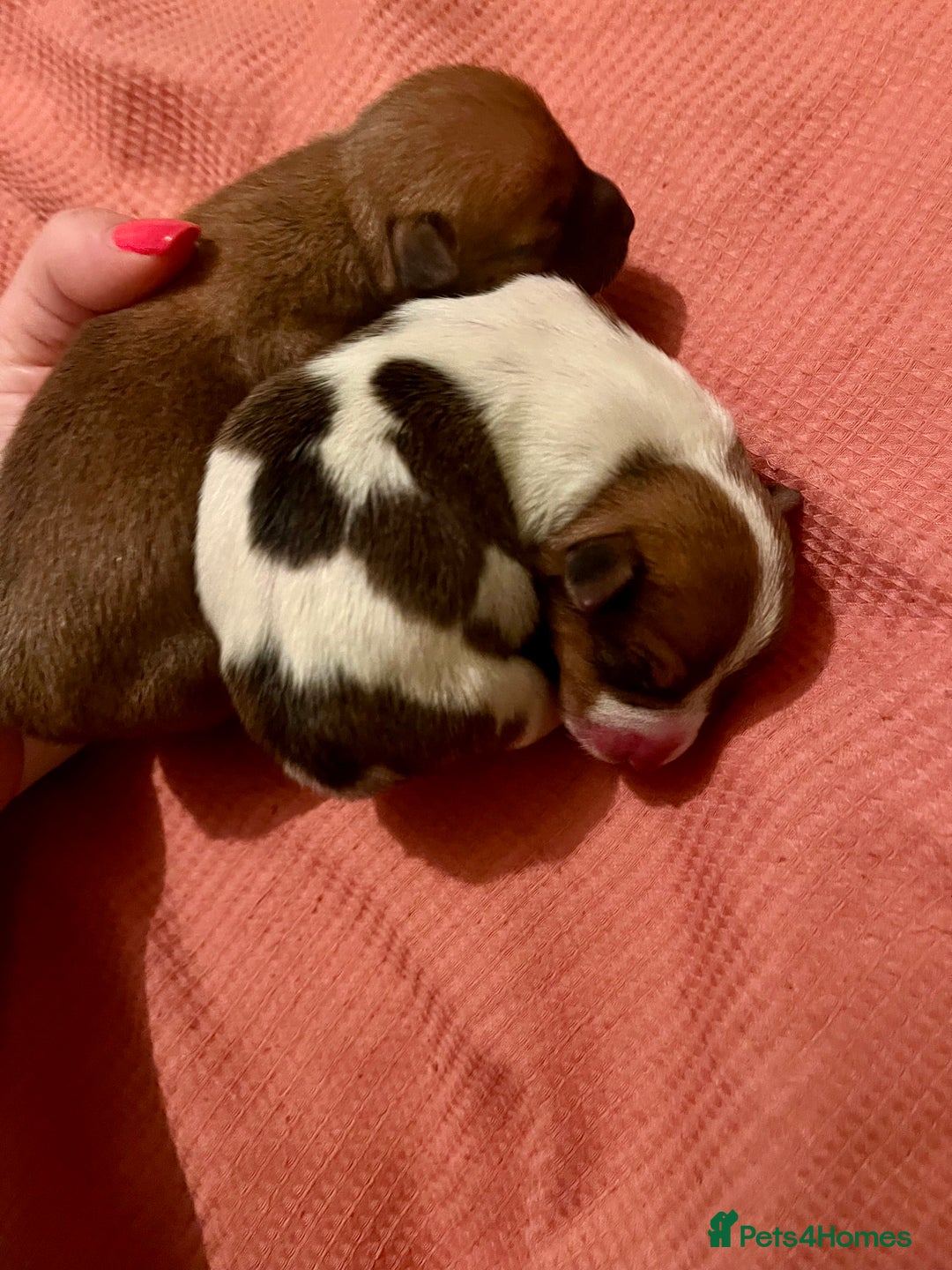 Jack Russell dogs for sale: ** Stunning Pure Miniature Jack Russell Pups ** - Image 5