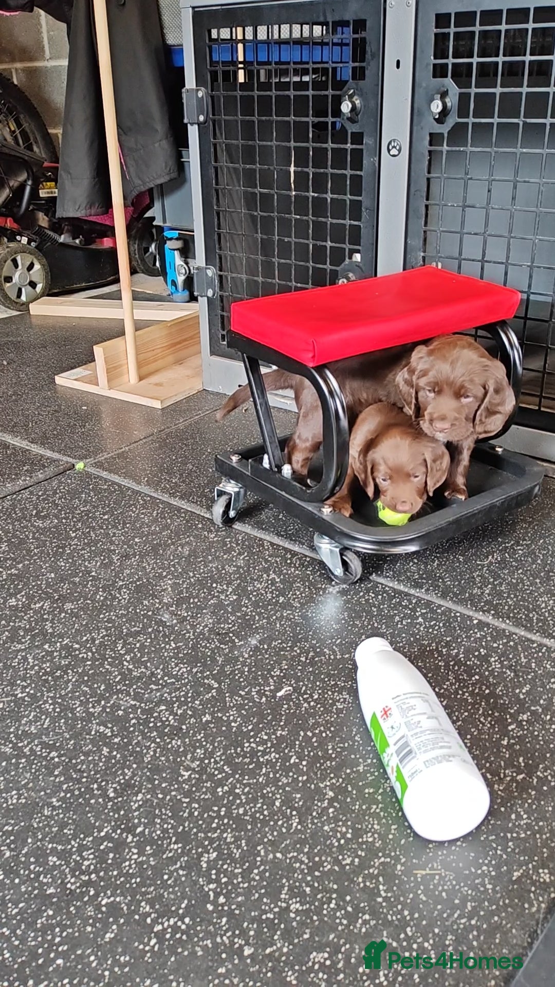 Sprocker dogs for sale: Adorable, well-socialised Sprocker Spaniel puppies - Image 14