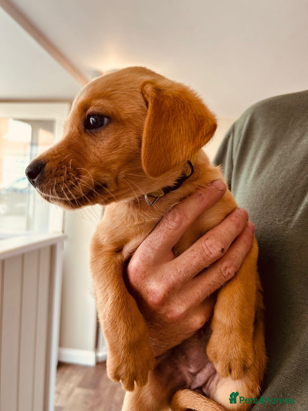 Labrador Retriever dogs for sale: Ready now!! Amazing red fox Labrador puppies  - Image 19