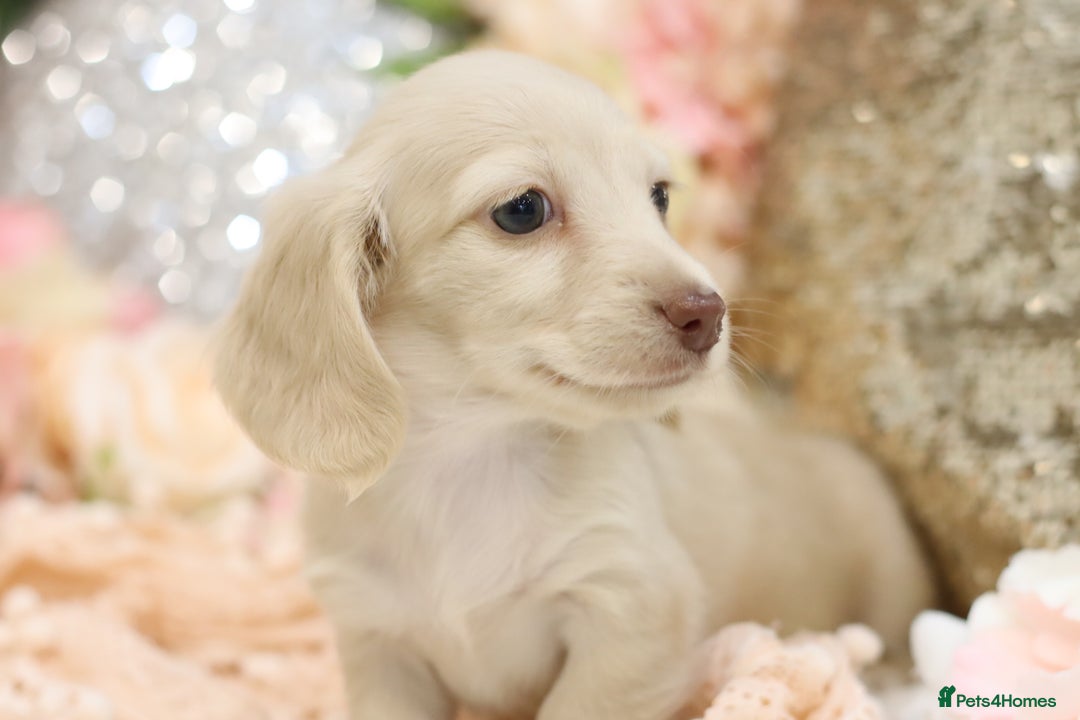 Miniature Dachshund dogs for sale: KC Registered Cream Longhair Puppies - Image 24