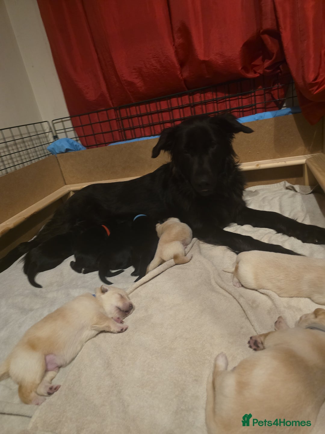 Mixed Breed dogs for sale: Ethically Raised German Shepherd x Lab Puppies - Advert 4