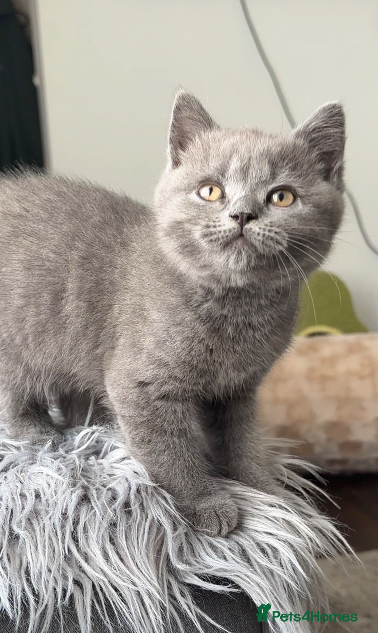 British Shorthair cats GCCF registered blue male British shorthair - Advert 13